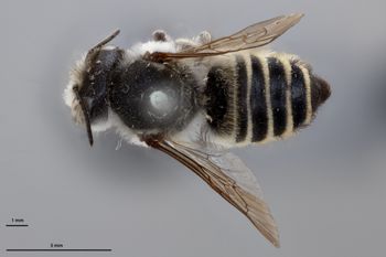 Media type: image;   Entomology 791045 Aspect: habitus dorsal view